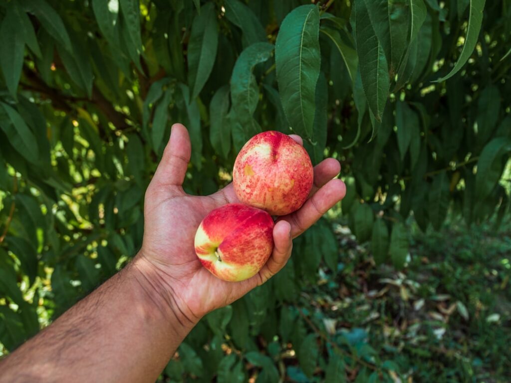 Photo Peach orchard